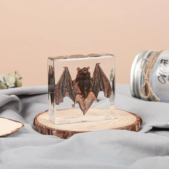 Real Bat Specimens,Taxidermy Bat Specimen in Resin for Science Classroom Science - Picture 7 of 7